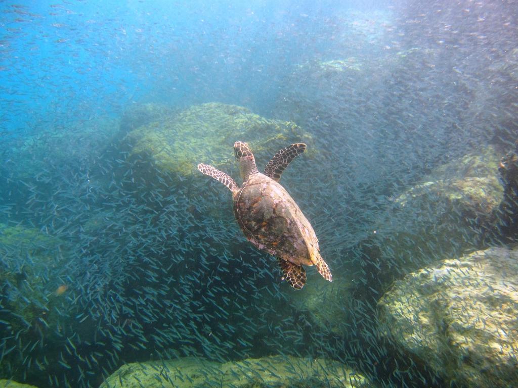Tamarind Reef & Marina 3*